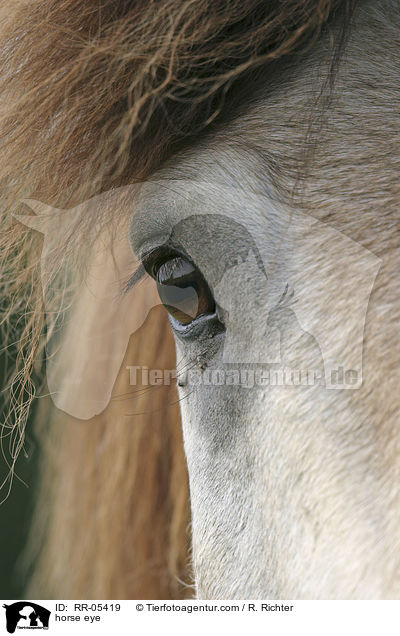 horse eye / RR-05419