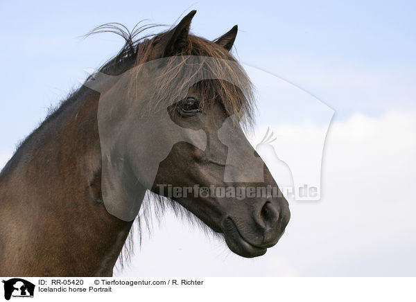Icelandic horse Portrait / RR-05420