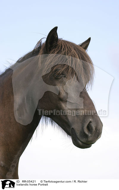 Icelandic horse Portrait / RR-05421