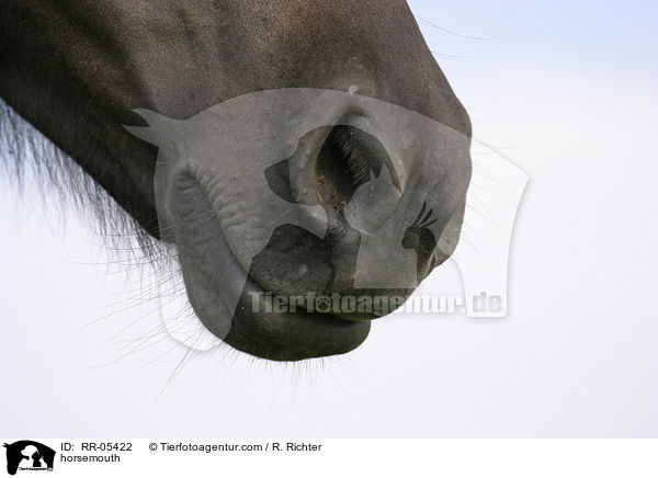 horsemouth / RR-05422