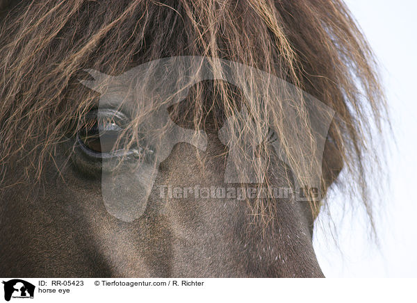 horse eye / RR-05423