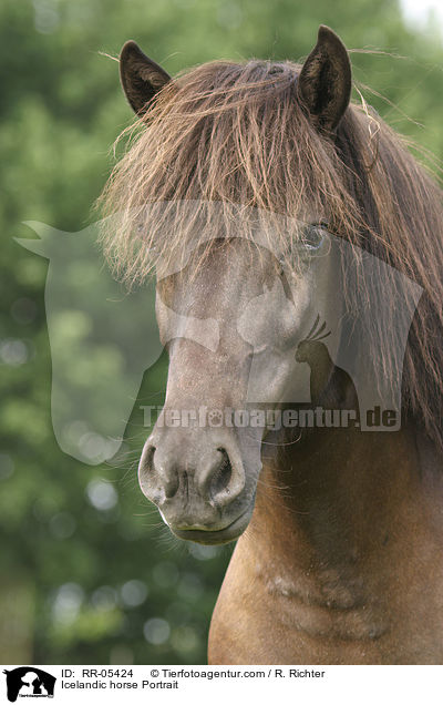 Icelandic horse Portrait / RR-05424