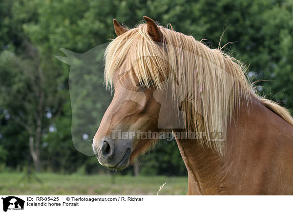 Icelandic horse Portrait / RR-05425