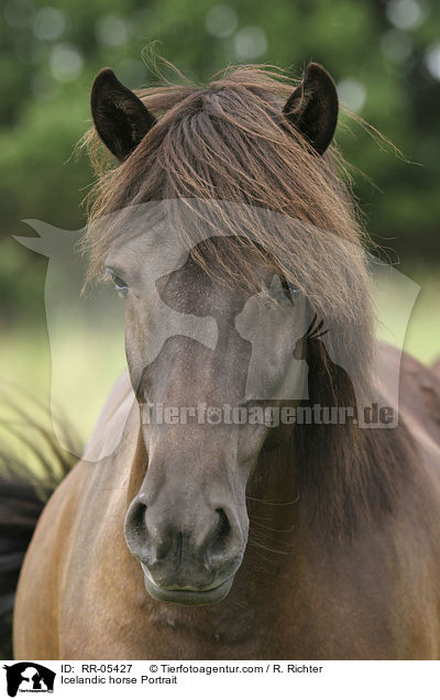 Icelandic horse Portrait / RR-05427