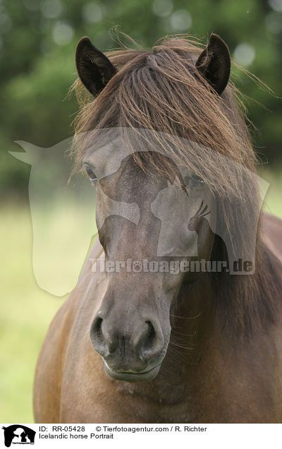 Icelandic horse Portrait / RR-05428