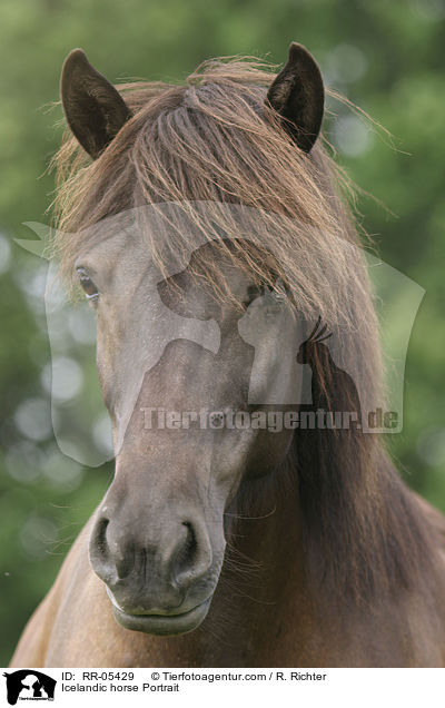 Icelandic horse Portrait / RR-05429