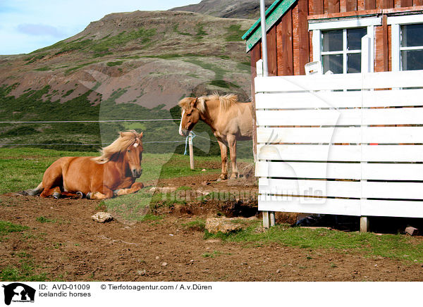 icelandic horses / AVD-01009