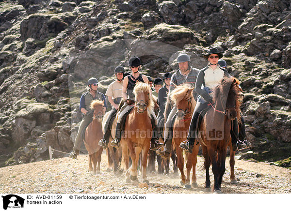horses in action / AVD-01159