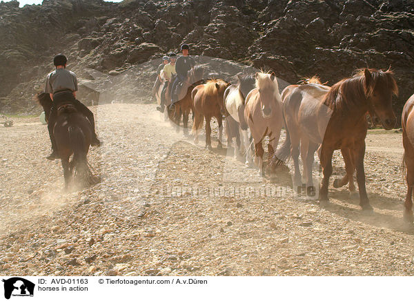 horses in action / AVD-01163