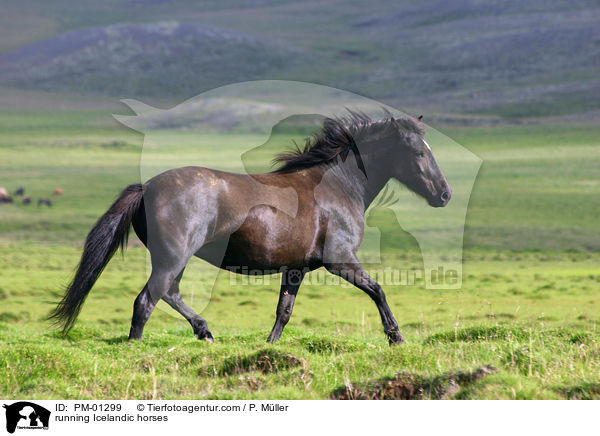 running Icelandic horses / PM-01299