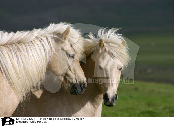 Icelandic horse Portrait / PM-01301