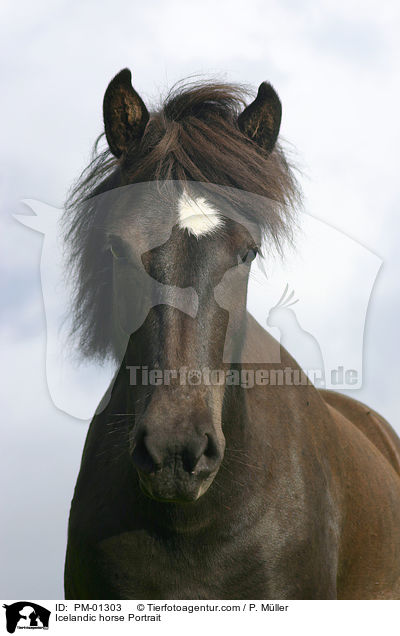 Icelandic horse Portrait / PM-01303