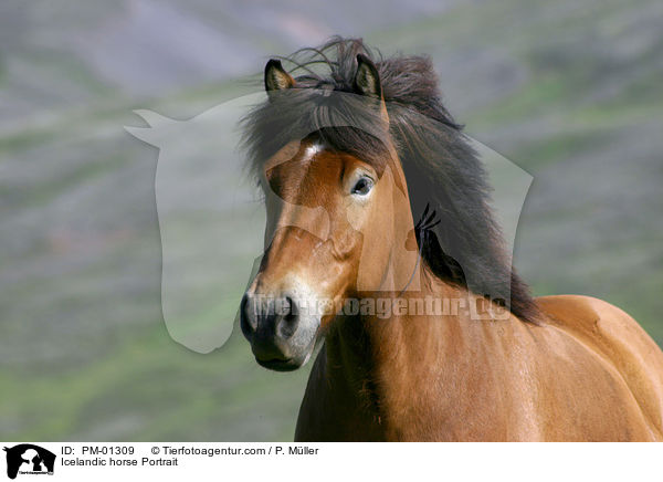 Icelandic horse Portrait / PM-01309