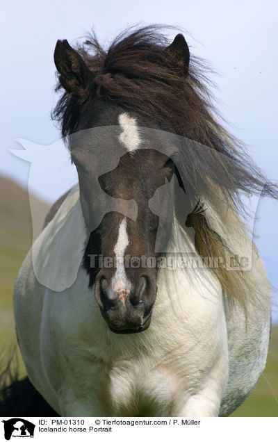 Icelandic horse Portrait / PM-01310
