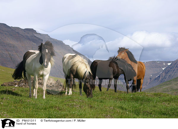 herd of horses / PM-01311