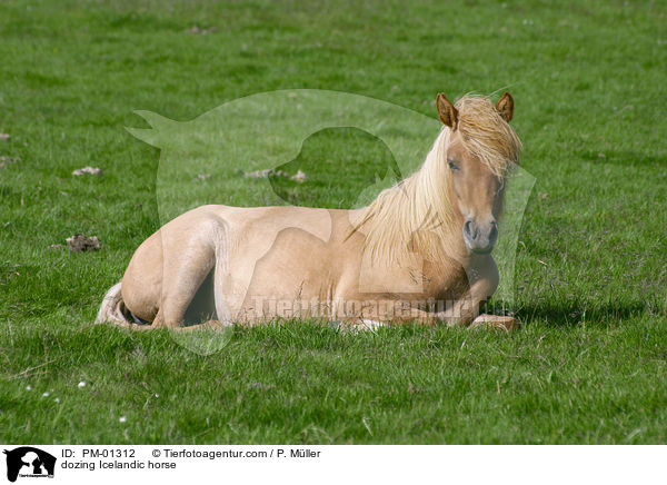 dozing Icelandic horse / PM-01312
