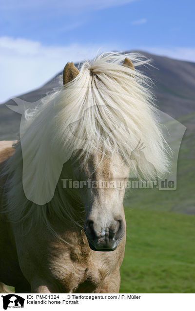 Icelandic horse Portrait / PM-01324