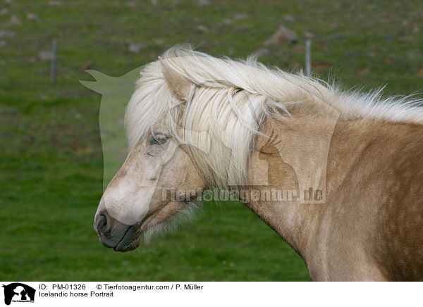 Icelandic horse Portrait / PM-01326