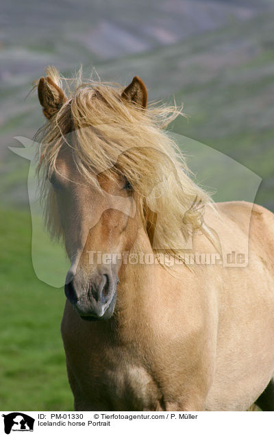 Icelandic horse Portrait / PM-01330