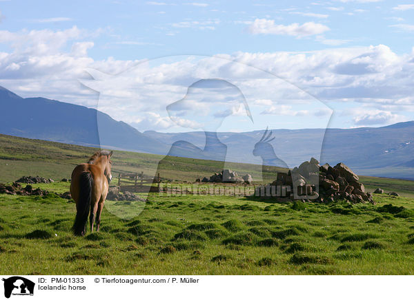 Icelandic horse / PM-01333