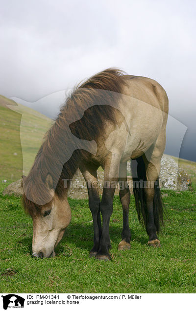 grazing Icelandic horse / PM-01341