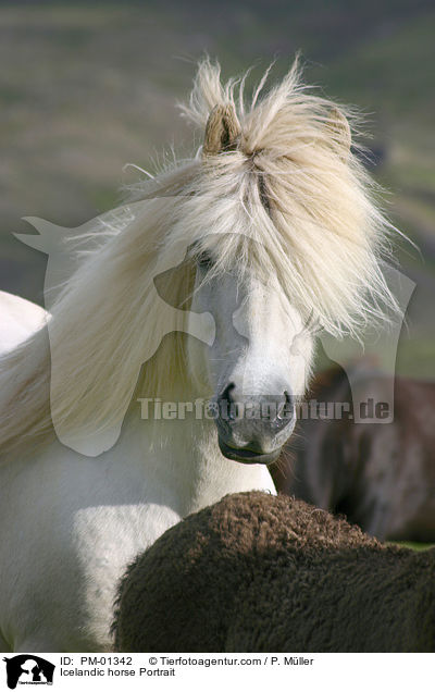 Icelandic horse Portrait / PM-01342