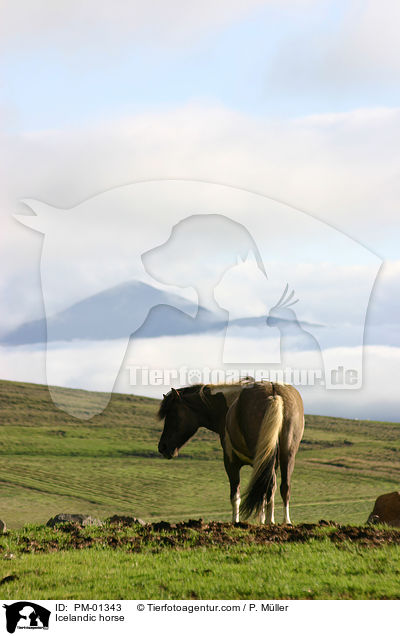 Icelandic horse / PM-01343