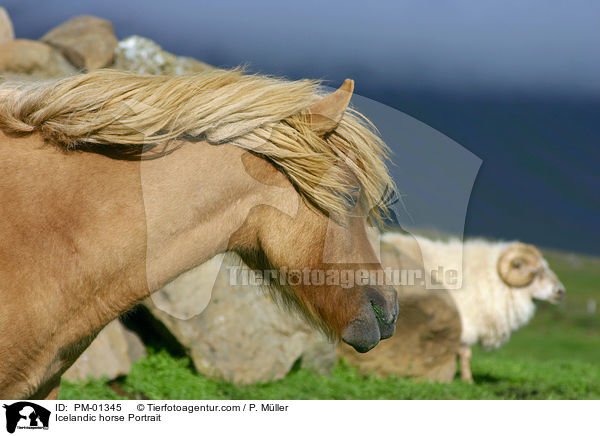 Icelandic horse Portrait / PM-01345