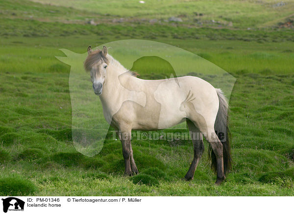 Icelandic horse / PM-01346