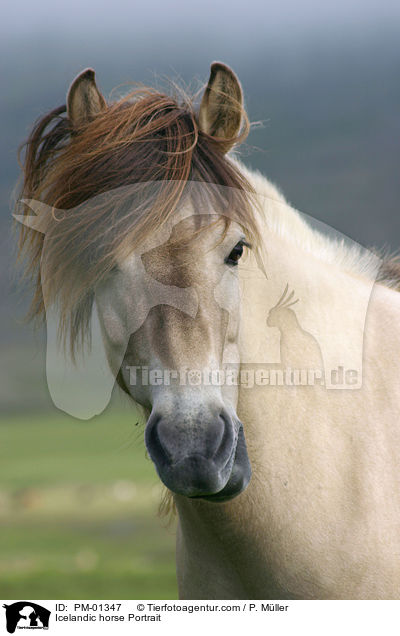 Icelandic horse Portrait / PM-01347