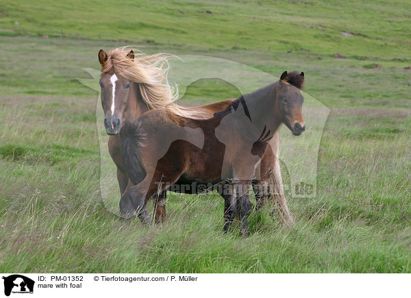 mare with foal / PM-01352