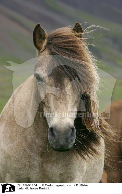 Icelandic horse Portrait / PM-01354
