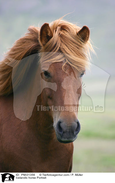 Icelandic horse Portrait / PM-01356