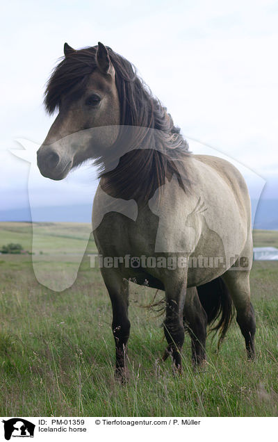 Icelandic horse / PM-01359