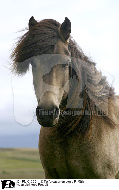 Icelandic horse Portrait / PM-01360