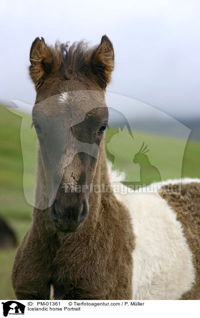 Icelandic horse Portrait / PM-01361