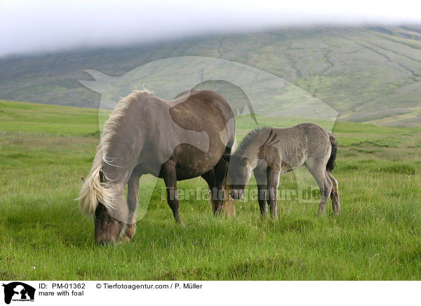 mare with foal / PM-01362