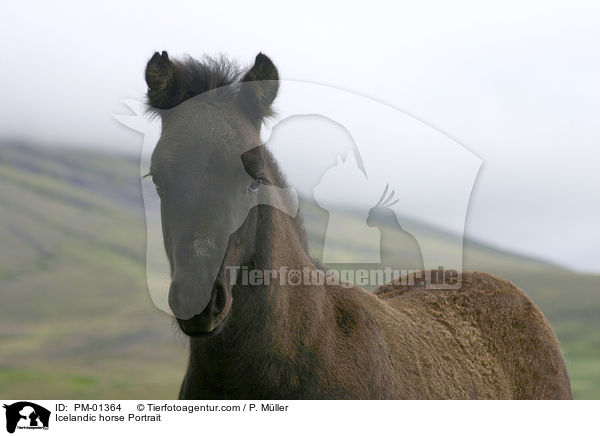 Icelandic horse Portrait / PM-01364