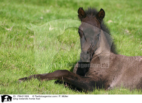 lying Icelandic horse foal / PM-01369