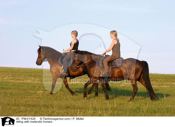 riding with Icelandic horses / PM-01426