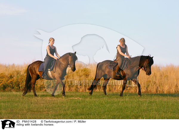 riding with Icelandic horses / PM-01428