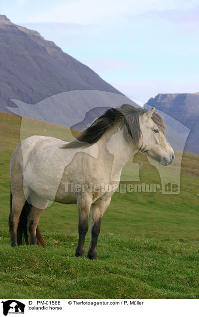 Icelandic horse / PM-01568
