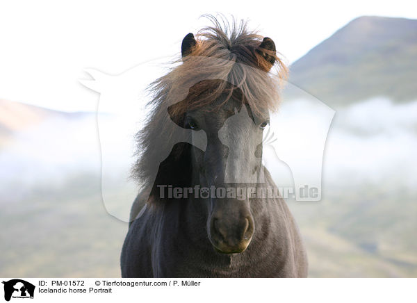 Icelandic horse Portrait / PM-01572