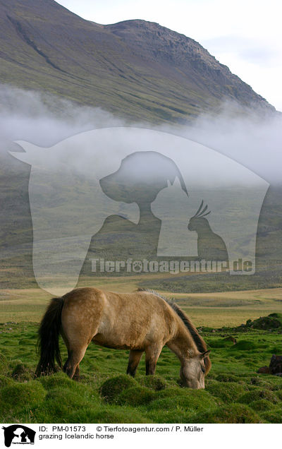 grazing Icelandic horse / PM-01573