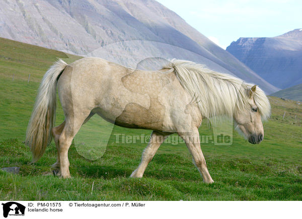 Icelandic horse / PM-01575