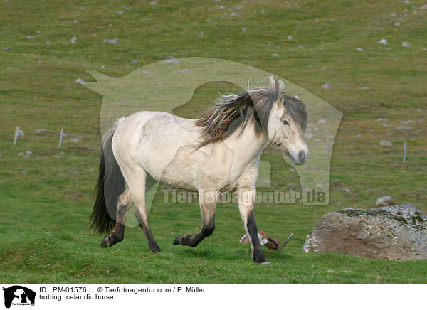 trotting Icelandic horse / PM-01576
