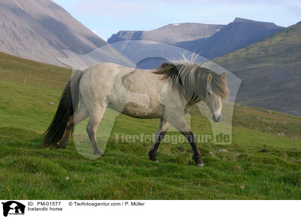 Icelandic horse / PM-01577