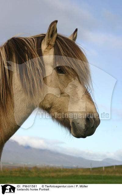 Icelandic horse Portrait / PM-01581