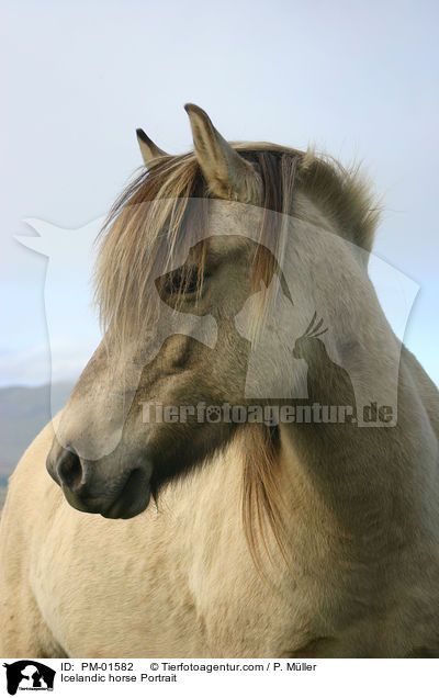Icelandic horse Portrait / PM-01582