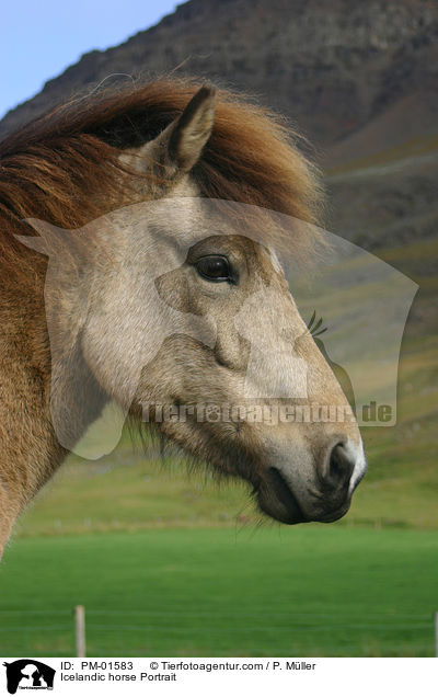 Icelandic horse Portrait / PM-01583